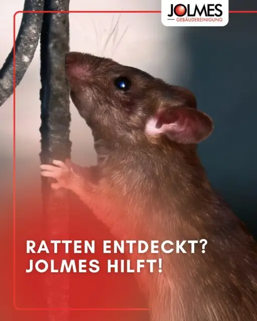 Rattenproblem im Garten oder Keller?🐀

Seit April 2026 dürfen Privatpersonen kein Rattengift mehr kaufen, ab Juli müssen Köder sogar wöchentlich von einem
Fachbetrieb kontrolliert werden. Wer das ignoriert, haftet selbst.

Jolmes übernimmt alles von der ersten Sichtung bis zur Bekämpfung.
Zertifiziert, diskret und direkt aus Paderborn.

Jetzt Kontakt aufnehmen und das Problem professionell lösen lassen.👇🏼

#Paderborn #Schädlingsbekämpfung #Ratten #Rattengift #Jolmes