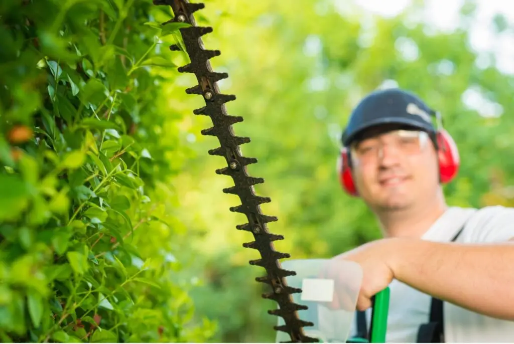 Hecke schneiden