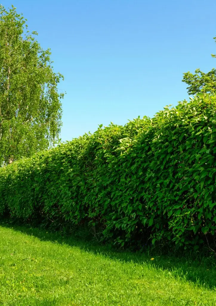 Hecke schneiden Paderborn