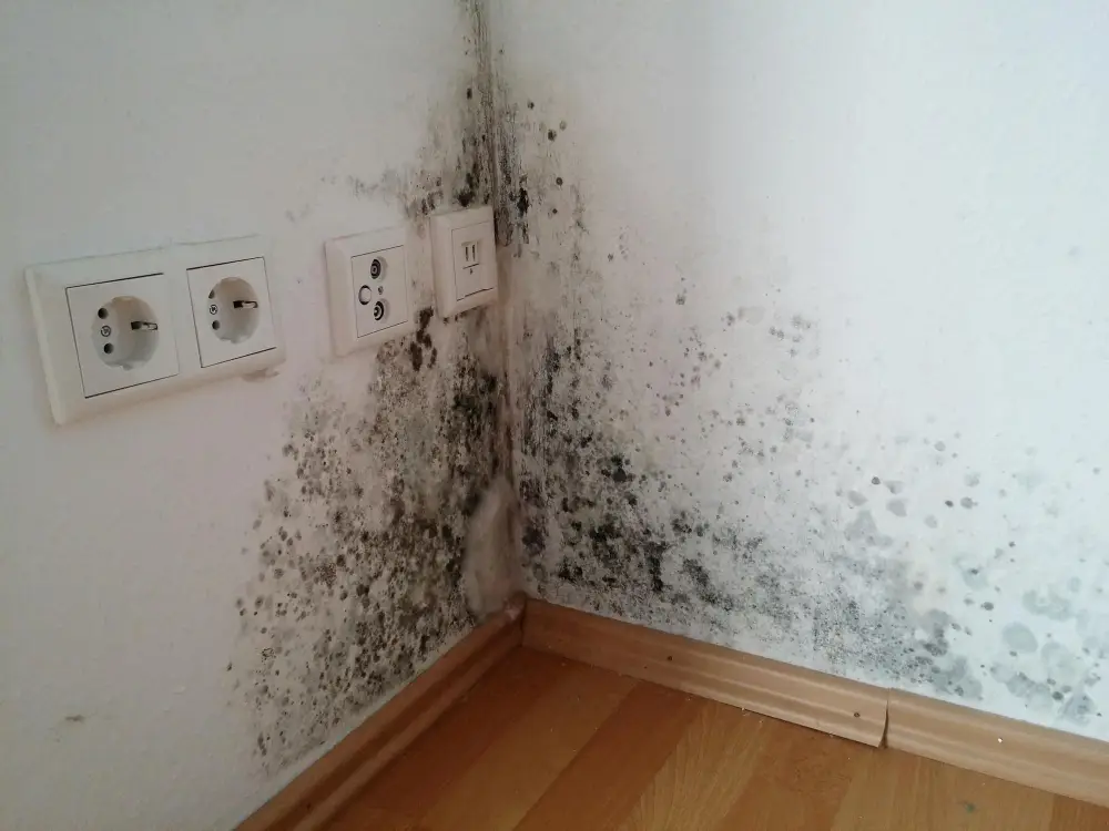 Schimmel in der Wohnung: Ursachen erkennen und dauerhaft beseitigen