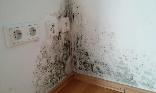 Schimmelsanierung in einer Wohnung – Symbolbild